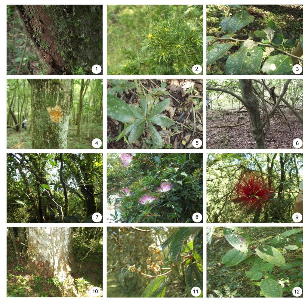 57 Apêndice A - Fotos das espécies identificadas na mata ciliar de São Martinho da Serra, RS, 2014. 1) Tronco de Podocarpus lambertii 