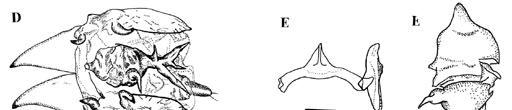 16A-16C) Tettigonia mollicella Fowler, 1900:289. Plesiommata mollicela; Young, 1977:596. Diagnose. Edeago, em vista lateral, com uma expansão dorso-lateral ao longo de seu comprimento. Cabeça.