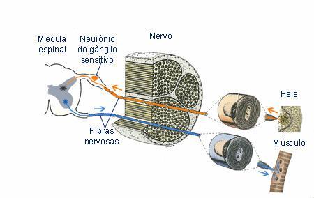 NERVO TRIGÊMIO Nervos são prolongamentos dos neurônios revestidos de tecido conjuntivo.
