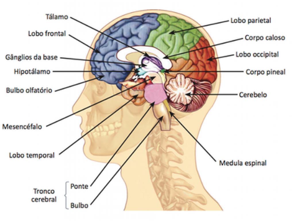 NERVO TRIGÊMIO Em anatomia, chama-se sistema nervoso central, ou