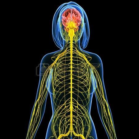 NERVO TRIGÊMIO O sistema nervoso periférico (SNP) é constituído por fibras (nervos), gânglios nervosos