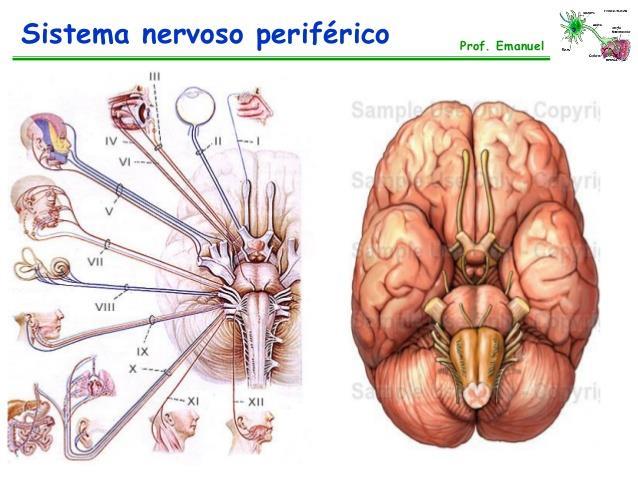 NERVO TRIGÊMIO Os nervos cranianos são responsáveis por fazer ligação com o encéfalo.