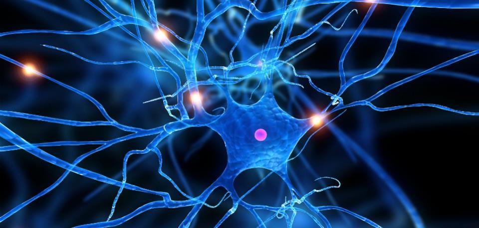 NERVO TRIGÊMIO Os neurônios são células nervosas, que