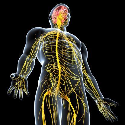 NERVO TRIGÊMIO Nervos são prolongamentos dos neurônios revestidos de tecido conjuntivo.