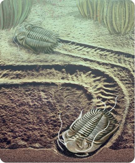 Somatofósseis o São fósseis de partes do corpo dos organismos. o Ex: conchas, dentes, folhas Icnofósseis o São fósseis de vestígios deixados pelos seres vivos. o Ex: ovos, pegadas, pistas de reptação.