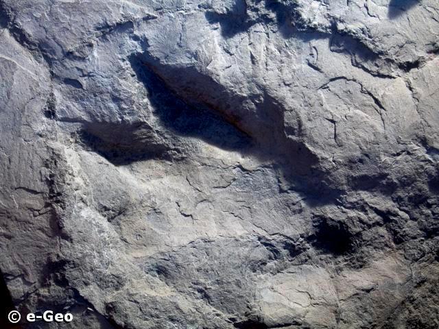 Pegada de Megalossauro (Cabo Mondego) 13 Informações dadas