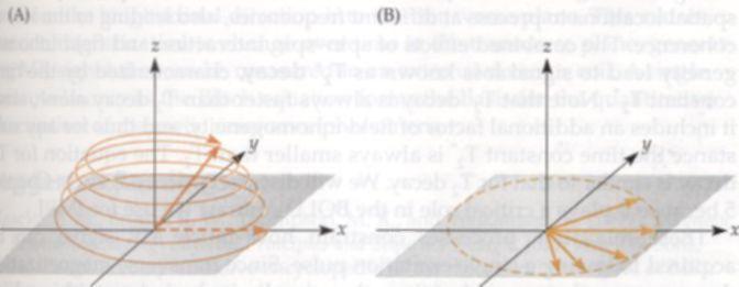 onde M xy é a componente transversal do vetor magnetização. Figura 5 - (A) Relaxação Longitudinal: recuperação da magnetização longitudinal.