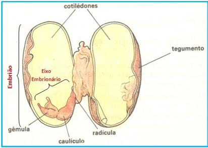 Origem Gimnospermas e angiospesmas embrião das sementes Caulículo dá origem a