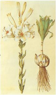 adventícias Bulbo composto Allium cepa L.