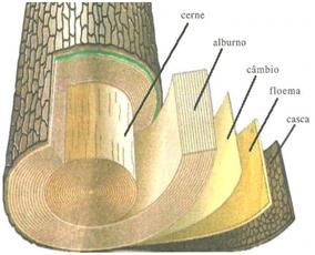 Anatomia do Caule Estruturas Caulinares Arranjo ou distribuição de tecidos Dérmico