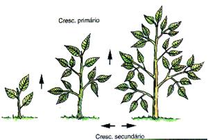 floema Crescimento primário Crescimento secundário Dicotiledôneas e gimnospermas Câmbio