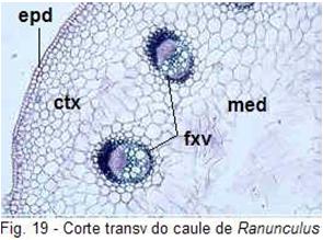 vascular Anel contínuo Separado por faixas de tecido parenquimático raios medulares