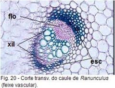 Astélica ou Atactostélica (a = sem + stele= cilindro central) Estrutura Primária Caule de