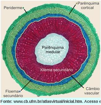 Estrutura Secundária Periderme (pdm) surge por baixo da epiderme com origem e constituição idênticas à periderme da raiz com crescimento