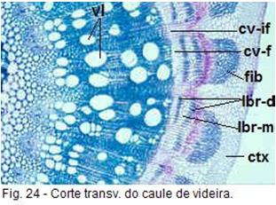 Estrutura Secundária O xilema secundário (xil-2º) apresenta um aspecto mais denso que o xilema primário contendo células de parênquima
