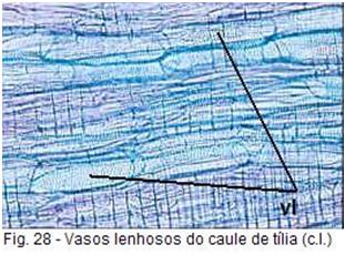Na composição do xilema incluem-se vasos lenhosos (vl) cujo aspecto se pode observar em corte transversal e em corte longitudinal Os