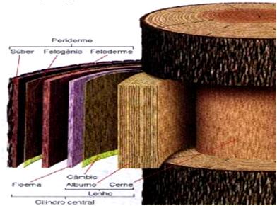 Súber tecido de reserva secundário, pluriestratificado Felogênio meristema secundário Feloderme parênquima secundário formado pelo