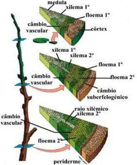 Anatomia do Caule Via de regra, os caules das dicotiledôneas, com o passar do tempo, formam meristemas secundários que fazem com que