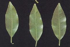 colhendo-se duas folhas do terço médio do raminho, de acordo com a figura 1.