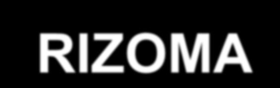 RIZOMA Rizoma diferenciação do sistema radicular / não é caule e, por isso, não