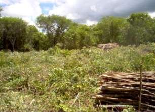 Manejo de florestas nativas Bases para manejo florestal