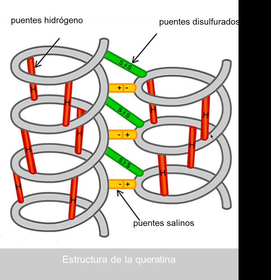 interior das proteínas