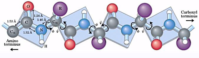 no C. O Oxige nio da carbonila possui uma carga parcial negativa e o Nitrogênio uma positiva.
