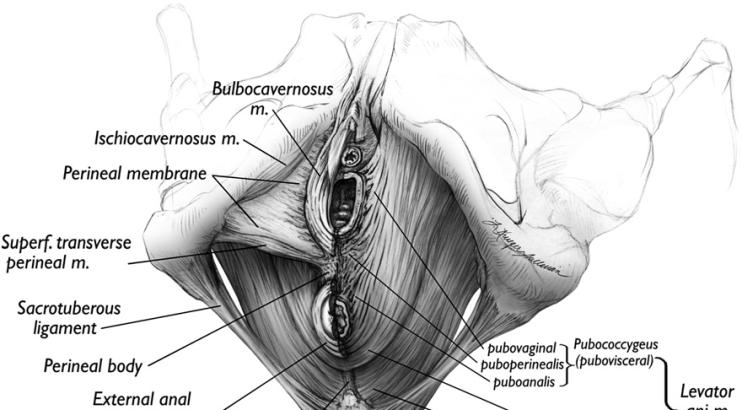 coccígeos Músculo elevador do ânus Feixe pubococcígeo