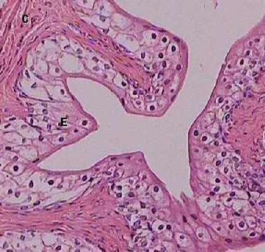 Uretra E: Epitélio de transição; C: Tecido Conjuntivo. Fonte: Atlas Histologia Básica Interativa É um tubo que leva a urina da bexiga para o exterior, no ato da micção.