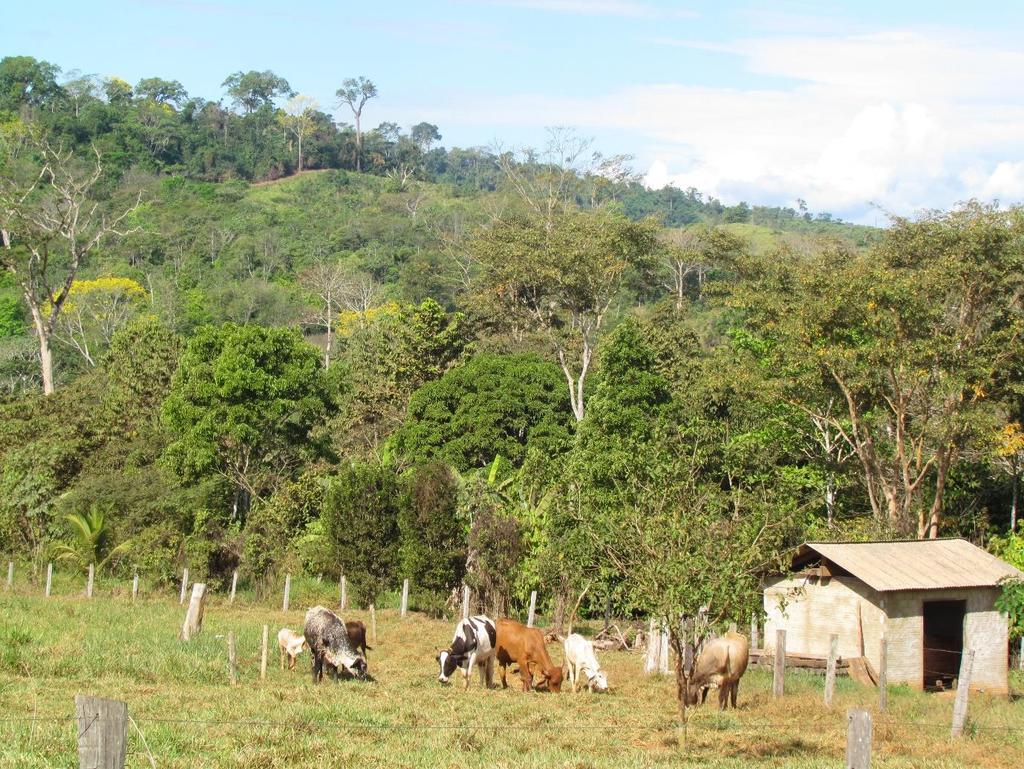 Figura 1 - Sistema agroflorestal com cacau ao fundo da pastagem para pecuária bovina em São Félix do Xingu - PA. FOTO: Daniel Braga.