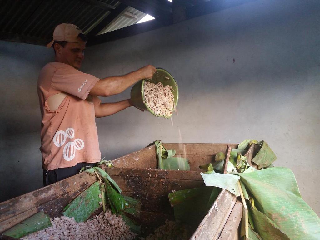 Figura 2 - Na casa de fermentação, o agricultor Sr. Edmilson faz o revolvimento das amêndoas de cacau no cocho. FOTO: Daniel Braga.