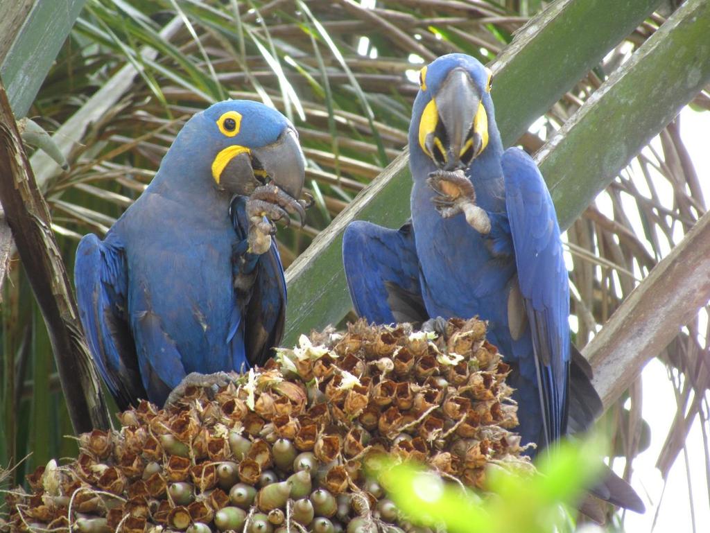 Figura 7 - Araras azuis alimentam-se do coco de