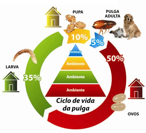 CICLO DE VIDA DA PULGA O ciclo da pulga compreende as fases de ovo, larva, pupa e adulto (figura 2), sendo completado de 25 a 30 dias.