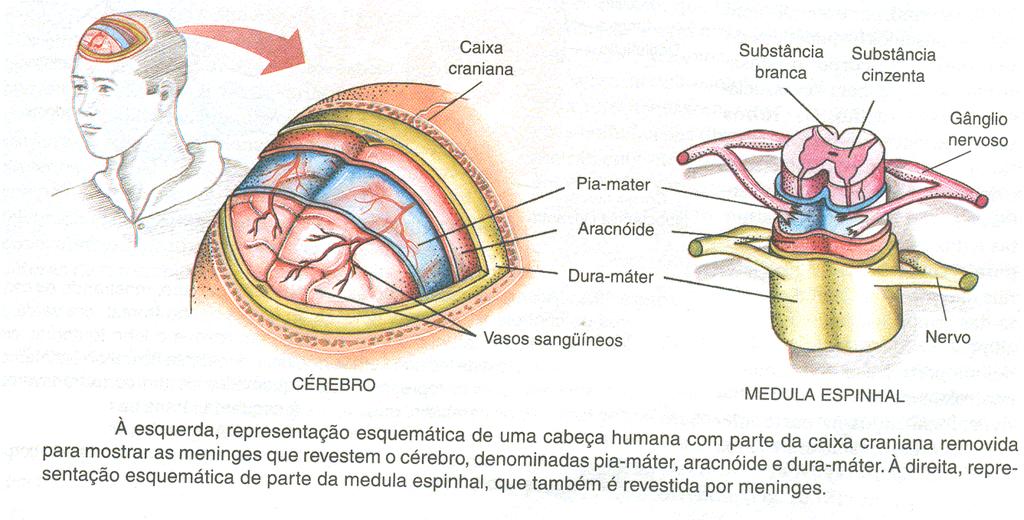 ENCÉFALO E