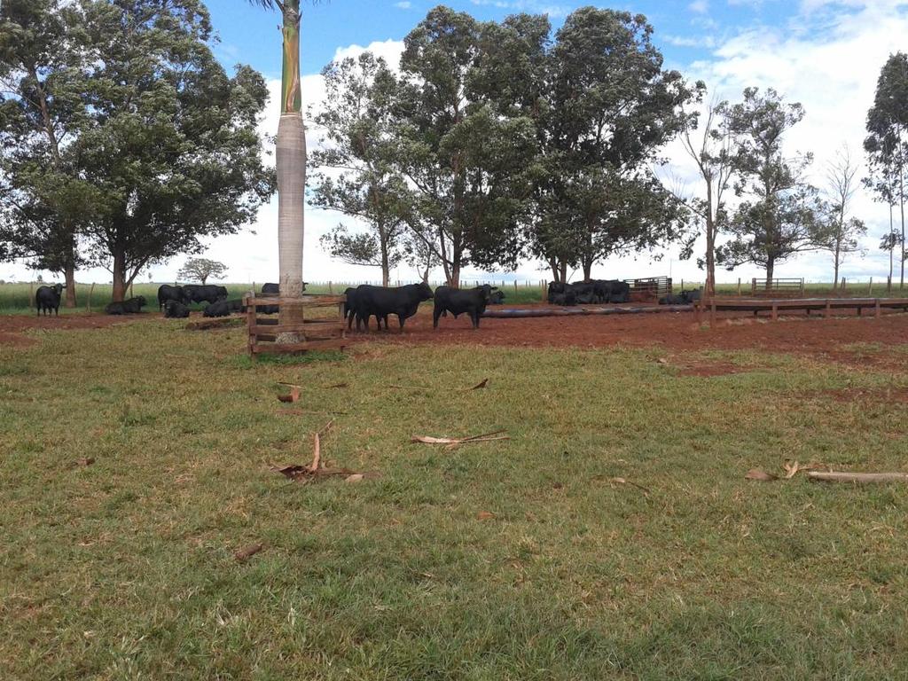 Figura 07: Tourinhos da raça Brangus. Visitamos também na área das vacas reprodutoras e as novilhas de reposição.