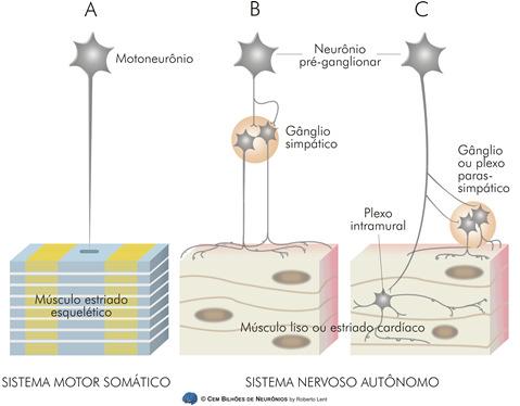 Denominação que foi criada por John Langley (1882); O SNA não é autônomo, mas depende do controle de regiões supra medulares; O SNA não funciona somente