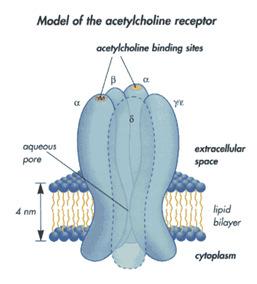 Receptor Nicotínico- Canais ativados por ligante que provocam rápido aumento de Na+ e Ca++; Receptor Muscarínico- Receptores