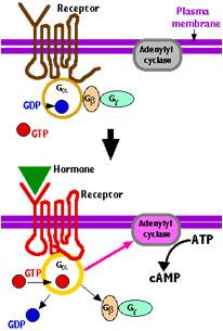 Muscarínico - 5 subtipos de M1 a M5 - M1,M3 e M5 Ativam fosfolipase C IP3, DAG e Ca++ - M2 e M4 Inibe adenililciclase C- AMPc