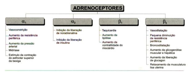 metiltransferase) Receptores Adrenérgicos Receptores Adrenérgicos Receptores β: três tipos de receptores, com ação mediada via