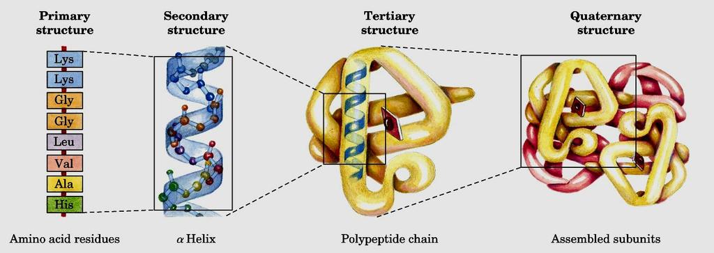 Estrutura das Proteínas As propriedades funcionais