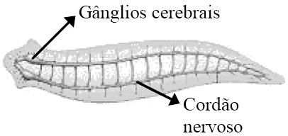 e) Ingestão de carne de porco contaminada com larvas do verme.