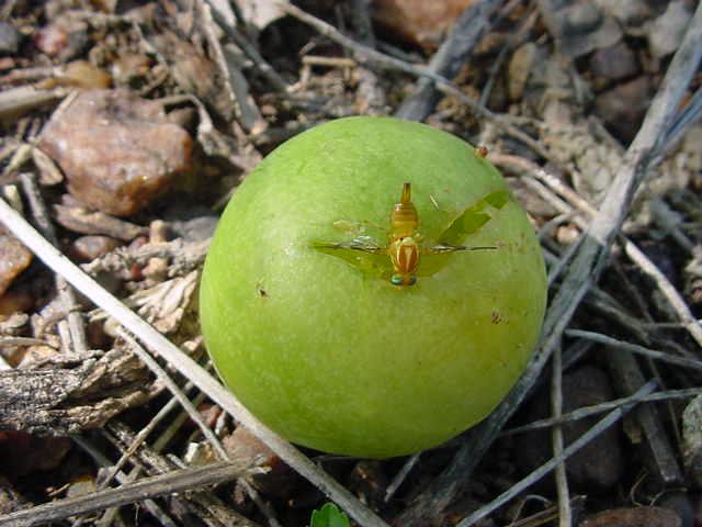 O conhecimento da incidência de moscas-das-frutas nos diferentes hospedeiros, silvestres ou cultivados, permite saber quais deles podem funcionar como possíveis repositórios naturais dessa praga