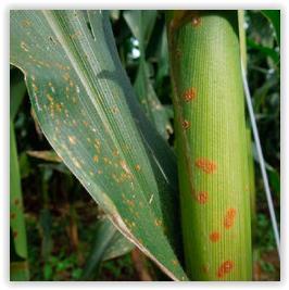 Pragas e Doenças Milho Spodoptera