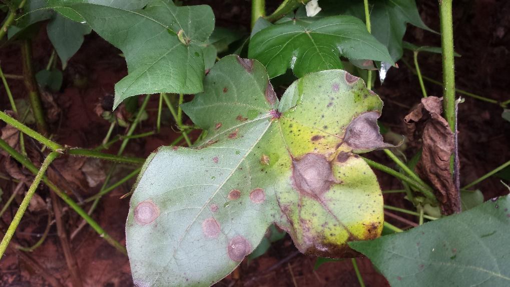 Doenças; Plantas Resistentes/Tolerantes a