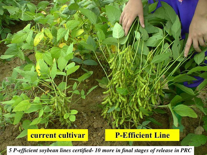 J. Lynch Penn State University PRC- EUA Cultivar convencional Genótipo tolerante a baixo P Cinco linhagens para uso eficiente