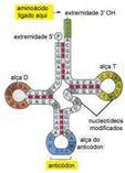 transportador, é uma pequena molécula de RNA produzida a partir do DNA, dobra-se