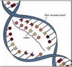 RNA - Ácido Ribonucléico rrna: RNA ribossômico rrna = RNA ribossômico é uma molécula grande polinucleotídica, que se associa a proteínas, sendo o local de síntese de proteína Sub-unidade