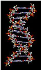 codificam proteínas Telômero DNA DNA