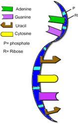 Ácido ribonucléico (RNA) Molécula de açúcar Ribose Molécula de fosfato Base