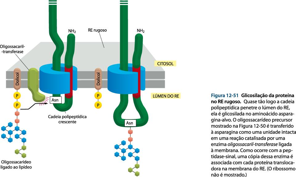 O precursor Glc3Man9(GlcNAc)2 é transferido para resíduo de asparagina